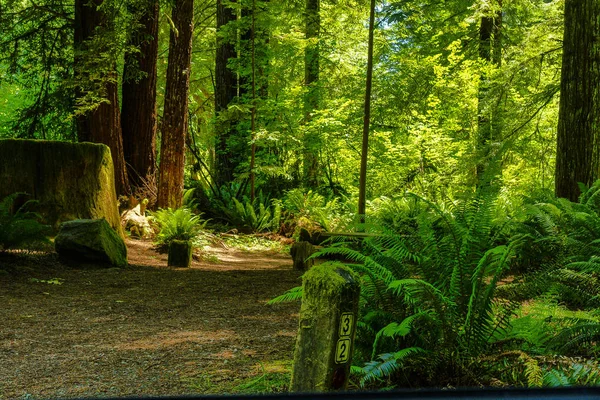 Mill Creek kemping a Redwood nemzeti parkban Kaliforniában, az Egyesült Államokban — Stock Fotó