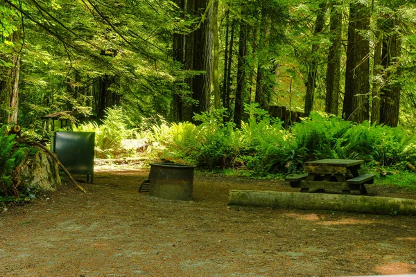 Kemp Creek Campground v národním parku Redwood v Kalifornii ve Spojených státech amerických — Stock fotografie