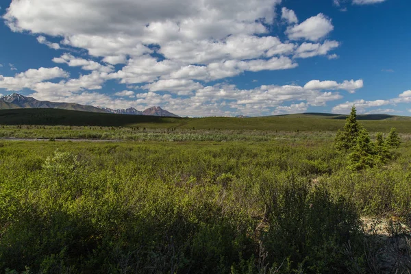 Гора Віста слід в національному парку Denali на Алясці, Сполучені Штати — стокове фото