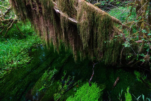 Hall of Mosses in Olympic National Park in Washington, United States Royalty Free Stock Images