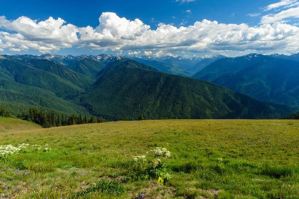 Hurricane Ridge in Olympic National Park in Washington, United States Stock Image