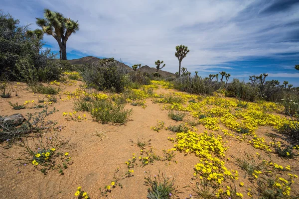 Lost Horse Valley in Joshua Tree National Park in California, United States Stock Picture