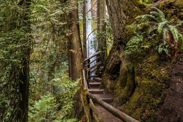 Marymere Falls Trail in Olympic National Park in Washington, United States Stock Image