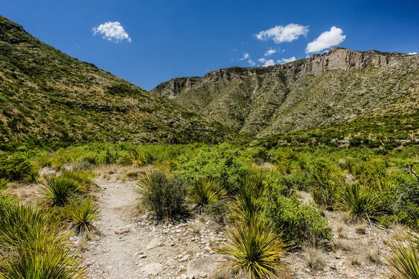 McKittrick Canyon Trail in Guadalupe Mountains National Park in Texas, United States Royalty Free Stock Images