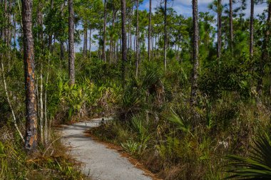 Pinelands Trail içinde Everglades National Park içinde Florida, Amerika Birleşik Devletleri