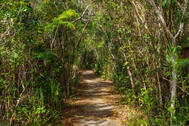 Pinelands Trail içinde Everglades National Park içinde Florida, Amerika Birleşik Devletleri