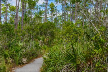 Pinelands Trail içinde Everglades National Park içinde Florida, Amerika Birleşik Devletleri