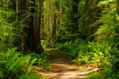 Kaliforniya, Amerika Birleşik Devletleri 'ndeki Redwood Milli Parkı 'ndaki Prairie Creek Trail