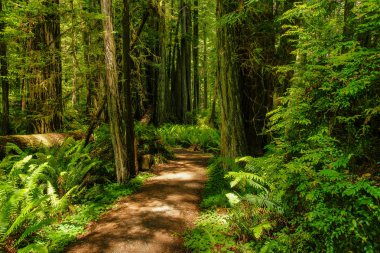 Kaliforniya, Amerika Birleşik Devletleri 'ndeki Redwood Milli Parkı 'ndaki Prairie Creek Trail