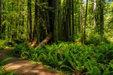 Kaliforniya, Amerika Birleşik Devletleri 'ndeki Redwood Milli Parkı 'ndaki Prairie Creek Trail