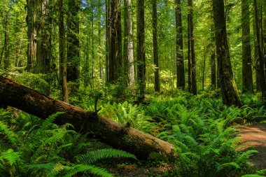 Kaliforniya, Amerika Birleşik Devletleri 'ndeki Redwood Milli Parkı 'ndaki Prairie Creek Trail
