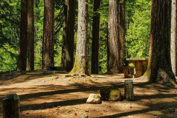 Ohanapecosh Campground in Mount Rainier National Park w Waszyngtonie, Stany Zjednoczone — Zdjęcie stockowe