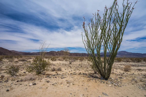 Ocotillo Patch in Joshua Tree National Park in California, United States