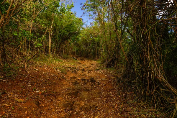 Peace Hill Trail in de Virgin Islands National Park op het eiland St. John, Verenigde Staten — Stockfoto