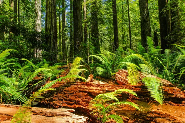 Prairie Creek Trail nel Redwood National Park in California, Stati Uniti — Foto Stock