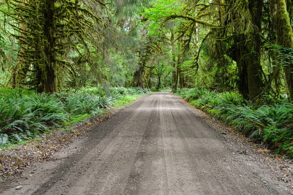 Quinault North Shore Road in Olympic National Park em Washington, Estados Unidos — Fotografia de Stock