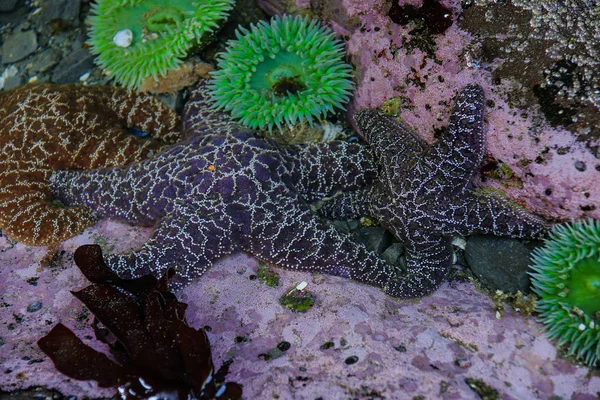 Tidepools Rialto Beach w parku narodowym Olympic w Waszyngtonie, USA — Zdjęcie stockowe