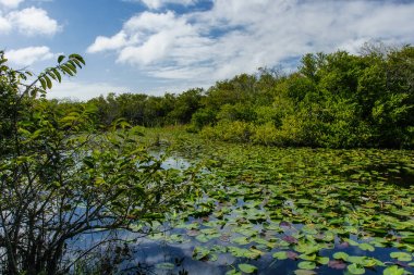 Florida 'da Everglades Milli Parkı 'nda Shark Vadisi, Amerika Birleşik Devletleri