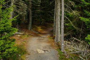 Ship Harbor Trail-Acadia National Park in Maine, Amerika Birleşik Devletleri