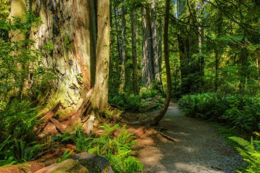 Simpson-Reed Grove Redwood Ulusal Parkı Kaliforniya, Amerika Birleşik Devletleri