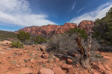 Timber Creek, Utah, Amerika Birleşik Devletleri 'ndeki Zion Milli Parkı 'nda Trail manzarası
