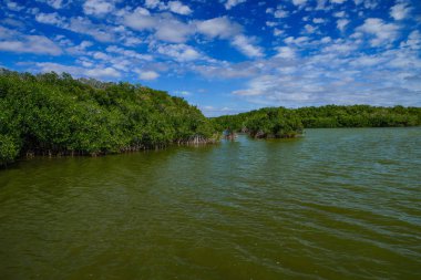 Florida 'da Everglades Milli Parkı 'nda West Lake Trail, Amerika Birleşik Devletleri