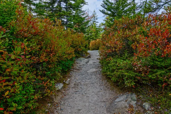 Ship Harbor Trail nel Parco Nazionale dell'Acadia nel Maine, Stati Uniti — Foto Stock