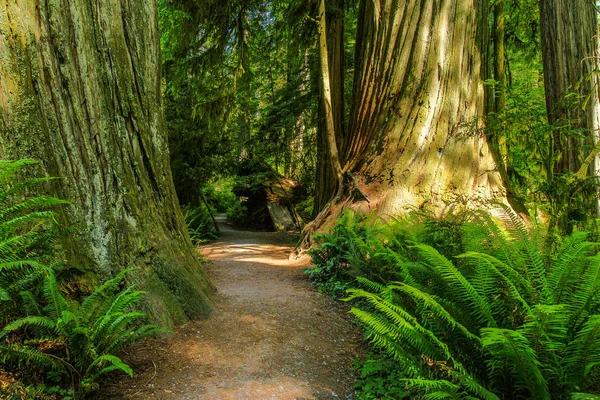 Simpson-Reed Grove Redwood Ulusal Parkı Kaliforniya, Amerika Birleşik Devletleri