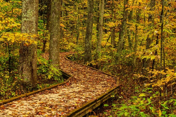 Sloan 's Crossing Pond Trail in Mammoth Cave National Park em Kentucky, Estados Unidos — Fotografia de Stock