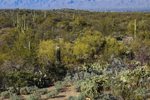 Sonoran çöl, Arizona, Amerika Birleşik Devletleri 'nde Saguaro Milli Parkı 'nda göz önünde