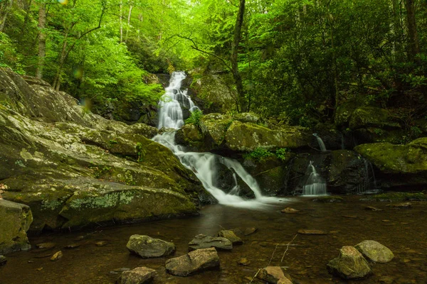 Fichtenwälder fallen in stark verrauchten Bergen Nationalpark in Tennessee, Vereinigte Staaten — Stockfoto