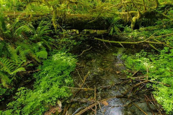 Ścieżka przyrodnicze Spruce w parku narodowym Olympic w Waszyngtonie, USA — Zdjęcie stockowe
