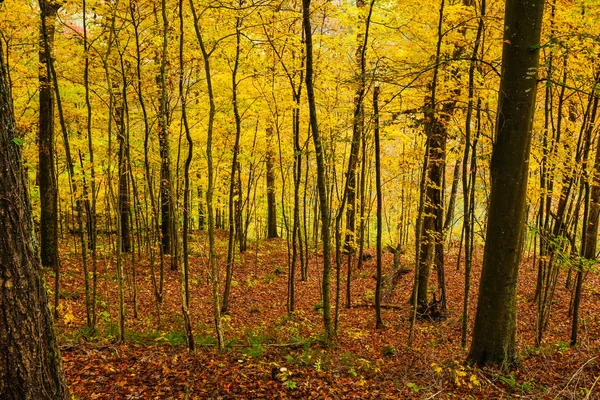 Cesta k ohybu v mamutí jeskynní národní park v Kentucky, Spojené státy americké — Stock fotografie