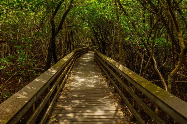 West Lake Trail in het Everglades National Park in Florida, Verenigde Staten — Stockfoto