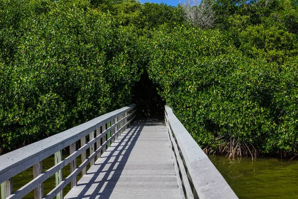 West Lake Trail in het Everglades National Park in Florida, Verenigde Staten — Stockfoto