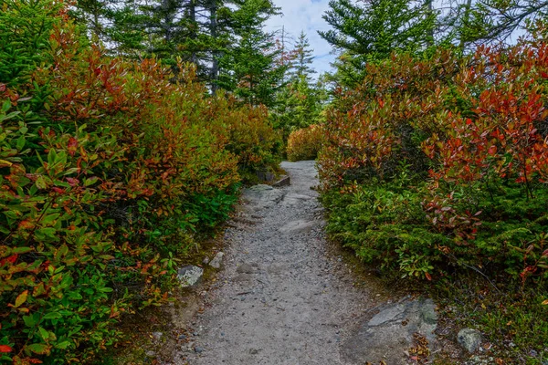 Ship Harbor Trail in Acadia National Park in Maine, United States Stock Picture