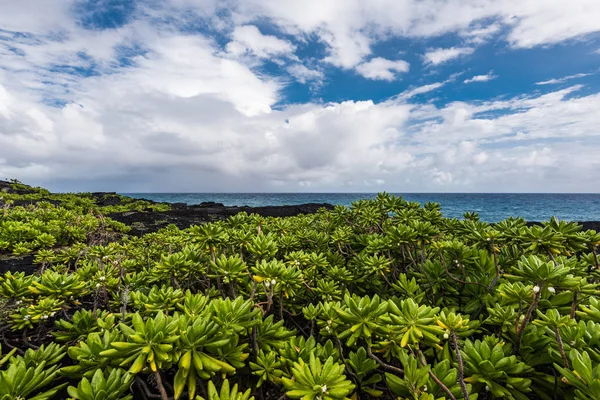 Volcanic Coast in Hawaii Volcanoes National Park in Hawaii, United States Stock Image
