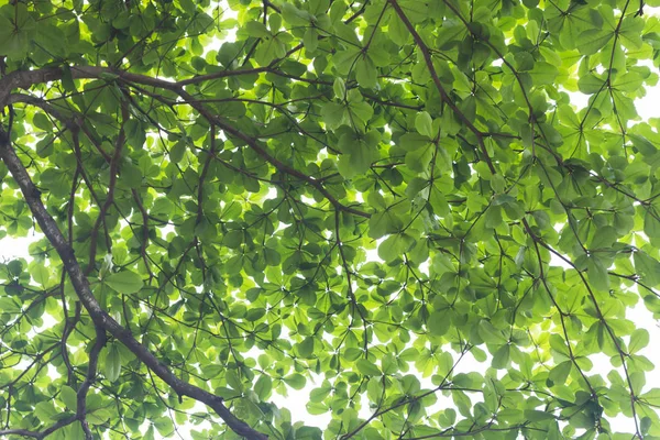 Εστίαση Κάτω Από Φύλλα Από Μεγάλο Δέντρο Και Ηλιακό Φως — Φωτογραφία Αρχείου