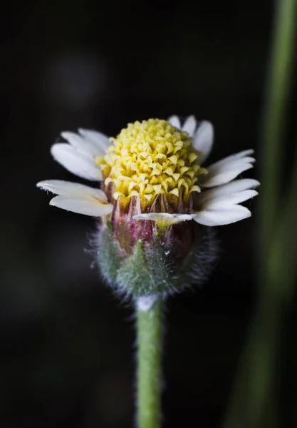 Μικρό Κίτρινο Λουλούδι Της Χλόης — Φωτογραφία Αρχείου