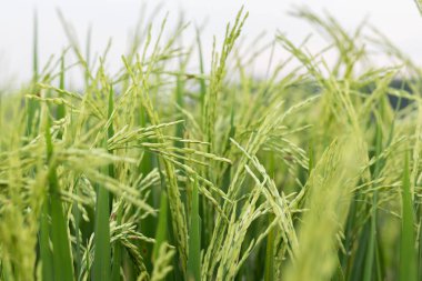 Yeşil çeltik pirinç tesisi