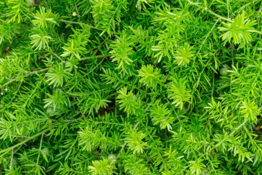 Küçük yeşil yaprak üstten görünüm