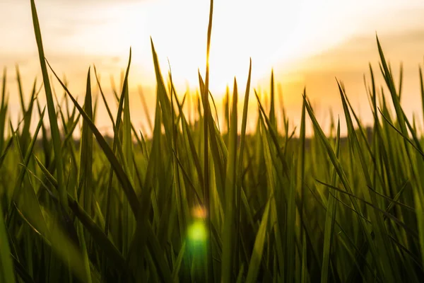 Листя Рисової Рослини Сонячне Світло — стокове фото
