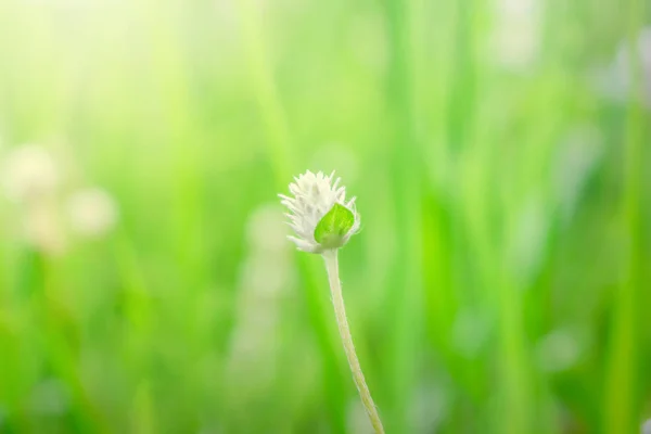 Çimenlerin üzerinde küçük beyaz çiçek bulanıklık yeşil arka plan ve güneş ışığında