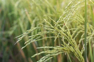 Yeşil çeltik pirinç tesisi