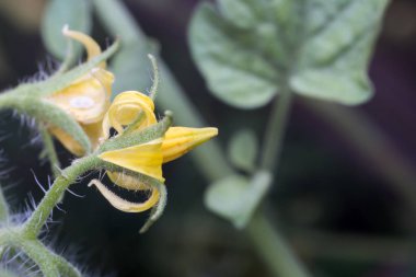 Domates ağacı üzerinde sarı çiçek yakın çekim.