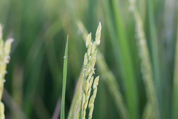 Çeltik pirinç tesisi kapatın