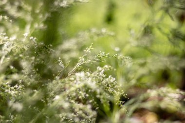 Küçük beyaz çiçek çimen ve bulanıklık ön plan ve arka plan bulanıklık