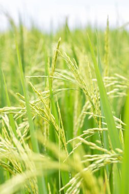 Yeşil çeltik pirinç tesisi