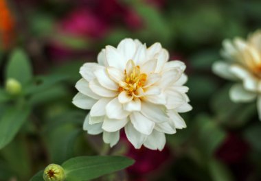 Beyaz çiçek kadar Zinnia kapatın