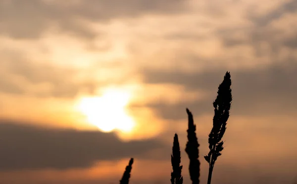 Silhouette of grass flowers and light of sunset